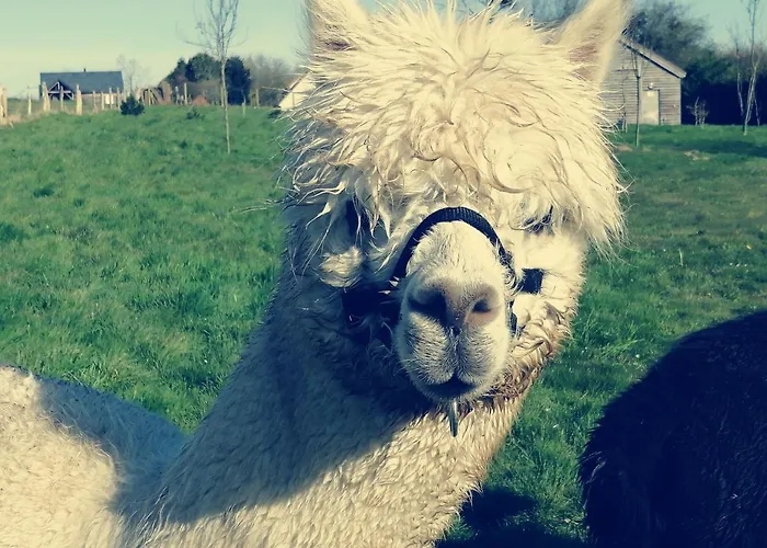 Normandieheritage14 Du Marais Dday Omaha Tatil Evi